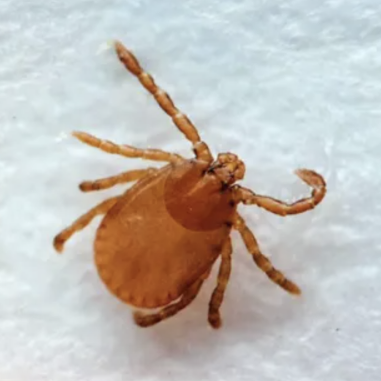 Asian Longhorned Tick found on North Georgia cow